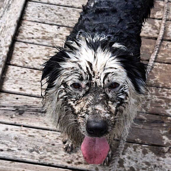 Meet your Posher, Daniel - Picture 1 of 10